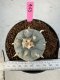 Lophophora Williamsii 5-6 cm 10 years old seed ownroot flower seedling ロフォフォラ　烏羽玉　仔吹き サボテン