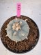 Lophophora Williamsii 5-6 cm 10 years old seed ownroot flower seedling ロフォフォラ　烏羽玉　仔吹き サボテン