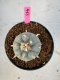 Lophophora Williamsii 5-6 cm 10 years old seed ownroot flower seedling ロフォフォラ　烏羽玉　仔吹き サボテン