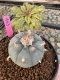 Lophophora Williamsii 5-6 cm 10 years old seed ownroot flower seedling ロフォフォラ　烏羽玉　仔吹き サボテン