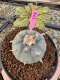 Lophophora Williamsii 5-6 cm 10 years old seed ownroot flower seedling ロフォフォラ　烏羽玉　仔吹き サボテン