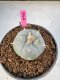 Lophophora Williamsii 5-6 cm 10 years old seed ownroot flower seedling ロフォフォラ　烏羽玉　仔吹き サボテン