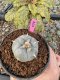 Lophophora Williamsii 5-6 cm 10 years old seed ownroot flower seedling ロフォフォラ　烏羽玉　仔吹き サボテン