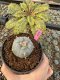 Lophophora Williamsii 5-6 cm 10 years old seed ownroot flower seedling ロフォフォラ　烏羽玉　仔吹き サボテン