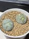 Lophophora fricii monstrose 5 cm 7 years old seed ownroot flower seedling ロフォフォラ　烏羽玉　仔吹き