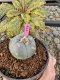 Lophophora Williamsii 5-6 cm 10 years old seed ownroot flower seedling ロフォフォラ　烏羽玉　仔吹き サボテン