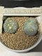 Lophophora fricii monstrose 5 cm 7 years old seed ownroot flower seedling ロフォフォラ　烏羽玉　仔吹き