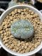 Lophophora fricii cristata 5 cm 7 years old seed ownroot flower seedling ロフォフォラ　烏羽玉　仔吹き