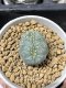 Lophophora fricii cristata 5 cm 7 years old seed ownroot flower seedling ロフォフォラ　烏羽玉　仔吹き