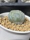 Lophophora fricii cristata 5 cm 7 years old seed ownroot flower seedling ロフォフォラ　烏羽玉　仔吹き