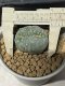 Lophophora fricii cristata 5 cm 7 years old seed ownroot flower seedling ロフォフォラ　烏羽玉　仔吹き