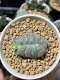 Lophophora fricii cristata 5 cm 7 years old seed ownroot flower seedling ロフォフォラ　烏羽玉　仔吹き