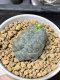 Lophophora fricii cristata 5 cm 7 years old seed ownroot flower seedling ロフォフォラ　烏羽玉　仔吹き