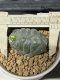 Lophophora fricii cristata 5 cm 7 years old seed ownroot flower seedling ロフォフォラ　烏羽玉　仔吹き