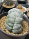 Lophophora Williamsii cristata 5 cm 7 years old seed ownroot flower seedling ロフォフォラ　烏羽玉　仔吹き(copy)