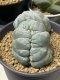 Lophophora Williamsii cristata 5 cm 7 years old seed ownroot flower seedling ロフォフォラ　烏羽玉　仔吹き(copy)