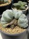 Lophophora Williamsii cristata 5 cm 7 years old seed ownroot flower seedling ロフォフォラ　烏羽玉　仔吹き(copy)