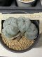 Lophophora Williamsii cristata 5 cm 7 years old seed ownroot flower seedling ロフォフォラ　烏羽玉　仔吹き(copy)