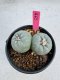 Lophophora Fricii Twin 5-6 cm 10 years old seed ownroot flower seedling ロフォフォラ　烏羽玉　仔吹き サボテン