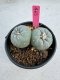 Lophophora Fricii Twin 5-6 cm 10 years old seed ownroot flower seedling ロフォフォラ　烏羽玉　仔吹き サボテン