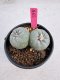 Lophophora Fricii Twin 5-6 cm 10 years old seed ownroot flower seedling ロフォフォラ　烏羽玉　仔吹き サボテン