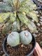 Lophophora Fricii Twin 5-6 cm 10 years old seed ownroot flower seedling ロフォフォラ　烏羽玉　仔吹き サボテン