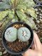 Lophophora Fricii Twin 5-6 cm 10 years old seed ownroot flower seedling ロフォフォラ　烏羽玉　仔吹き サボテン