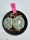 Lophophora Fricii Twin 5-6 cm 10 years old seed ownroot flower seedling ロフォフォラ　烏羽玉　仔吹き サボテン