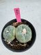 Lophophora Fricii Twin 5-6 cm 10 years old seed ownroot flower seedling ロフォフォラ　烏羽玉　仔吹き サボテン