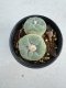 Lophophora Fricii Twin 5-6 cm 10 years old seed ownroot flower seedling ロフォフォラ　烏羽玉　仔吹き サボテン