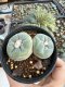 Lophophora Fricii Twin 5-6 cm 10 years old seed ownroot flower seedling ロフォフォラ　烏羽玉　仔吹き サボテン