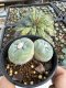 Lophophora Fricii Twin 5-6 cm 10 years old seed ownroot flower seedling ロフォフォラ　烏羽玉　仔吹き サボテン