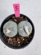 Lophophora Fricii Twin 5-6 cm 10 years old seed ownroot flower seedling ロフォフォラ　烏羽玉　仔吹き サボテン