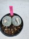 Lophophora Fricii Twin 5-6 cm 10 years old seed ownroot flower seedling ロフォフォラ　烏羽玉　仔吹き サボテン