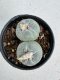 Lophophora Fricii Twin 5-6 cm 10 years old seed ownroot flower seedling ロフォフォラ　烏羽玉　仔吹き サボテン