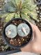 Lophophora Fricii Twin 5-6 cm 10 years old seed ownroot flower seedling ロフォフォラ　烏羽玉　仔吹き サボテン