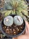 Lophophora Fricii Twin 5-6 cm 10 years old seed ownroot flower seedling ロフォフォラ　烏羽玉　仔吹き サボテン