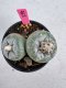 Lophophora Fricii Twin 5-6 cm 10 years old seed ownroot flower seedling ロフォフォラ　烏羽玉　仔吹き サボテン