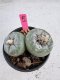 Lophophora Fricii Twin 5-6 cm 10 years old seed ownroot flower seedling ロフォフォラ　烏羽玉　仔吹き サボテン