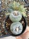 Lophophora Fricii Twin 5-6 cm 10 years old seed ownroot flower seedling ロフォフォラ　烏羽玉　仔吹き サボテン