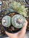 Lophophora Fricii Twin 5-6 cm 10 years old seed ownroot flower seedling ロフォフォラ　烏羽玉　仔吹き サボテン