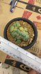 Lophophora Williamsii Cristata  8-9 cm 25 years old seed ownroot flower seedling ロフォフォラ　烏羽玉　仔吹き サボテン