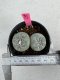 Lophophora Fricii Twin 5-6 cm 10 years old seed ownroot flower seedling ロフォフォラ　烏羽玉　仔吹き サボテン