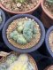 Lophophora Williamsii Cristata  8-9 cm 25 years old seed ownroot flower seedling ロフォフォラ　烏羽玉　仔吹き サボテン