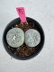 Lophophora Fricii Twin 5-6 cm 10 years old seed ownroot flower seedling ロフォフォラ　烏羽玉　仔吹き サボテン