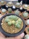 Lophophora Williamsii Cristata  8-9 cm 25 years old seed ownroot flower seedling ロフォフォラ　烏羽玉　仔吹き サボテン