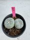 Lophophora Fricii Twin 5-6 cm 10 years old seed ownroot flower seedling ロフォフォラ　烏羽玉　仔吹き サボテン