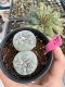 Lophophora Fricii Twin 5-6 cm 10 years old seed ownroot flower seedling ロフォフォラ　烏羽玉　仔吹き サボテン