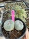 Lophophora Fricii Twin 5-6 cm 10 years old seed ownroot flower seedling ロフォフォラ　烏羽玉　仔吹き サボテン