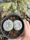 Lophophora Fricii Twin 5-6 cm 10 years old seed ownroot flower seedling ロフォフォラ　烏羽玉　仔吹き サボテン